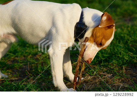 Funny Jack Russell Terrier chewing on a stick Funny Jack Russell Terrier chewing on a stick 129228992