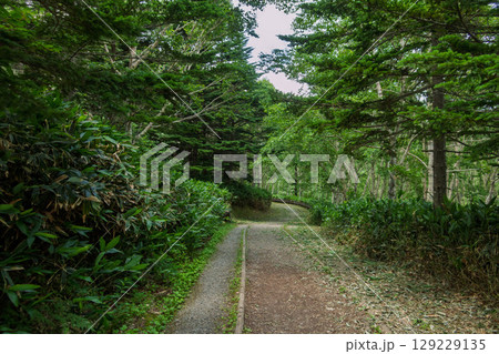 野反湖 湖畔のハイキングコース 野反湖 湖畔のハイキングコース 129229135
