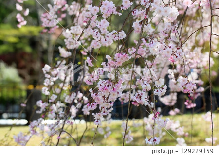 シダレザクラの花　満開 129229159