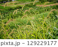 《日本の草と畑》エノコログサ越しに見る山間の畑風景・神奈川 129229177