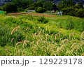 《日本の草と畑》エノコログサと広がる畑の風景・神奈川 129229178
