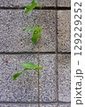 ブロック塀と植物 129229252