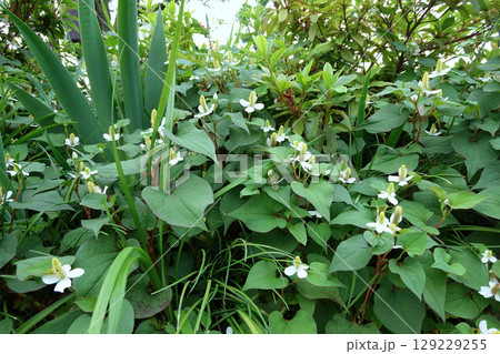 白いドクダミの花 白いドクダミの花 129229255