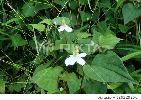 白いドクダミの花 129229258