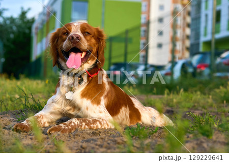 Nice red spaniel is resting,summer evening 129229641