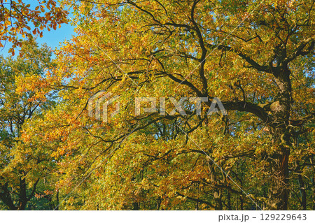 Autumn tranquility calm.Great oak tree with rich leaves 129229643