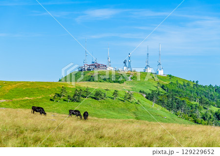 信州 夏の美ヶ原高原 王ヶ頭 信州 夏の美ヶ原高原 王ヶ頭 129229652