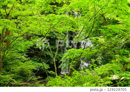 滝不動尊近くの緒ヶ瀬の滝(おがせのたき) 滝不動尊近くの緒ヶ瀬の滝(おがせのたき) 129229705