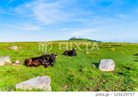 信州 夏の美ヶ原高原　牧場 129229757