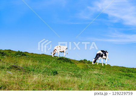 信州 夏の美ヶ原高原　牧場 129229759