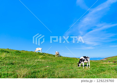 信州 夏の美ヶ原高原　牧場 129229760