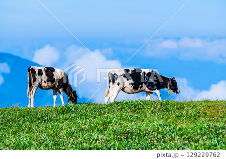 信州 夏の美ヶ原高原　牧場 129229762