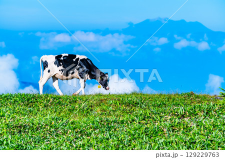 信州 夏の美ヶ原高原 牧場 信州 夏の美ヶ原高原 牧場 129229763