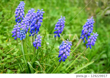 Blue Viper's onion flowers Muscari neglectum on a green lawn 129229917