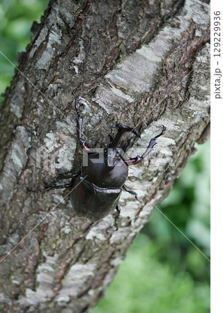 桃の木のカブトムシ20250704 桃の木のカブトムシ20250704 129229936