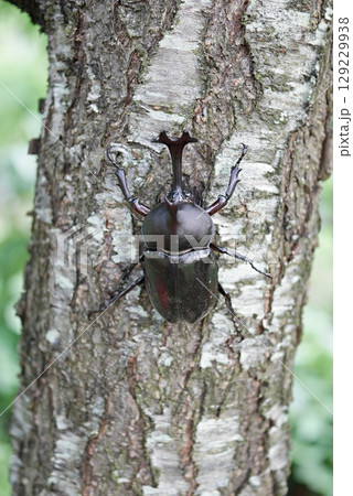 桃の木のカブトムシ20250706 桃の木のカブトムシ20250706 129229938