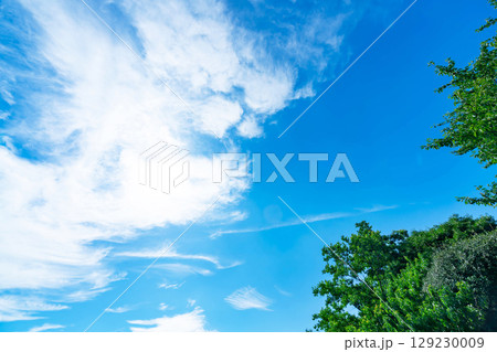 青空と雲と木立 青空と雲と木立 129230009
