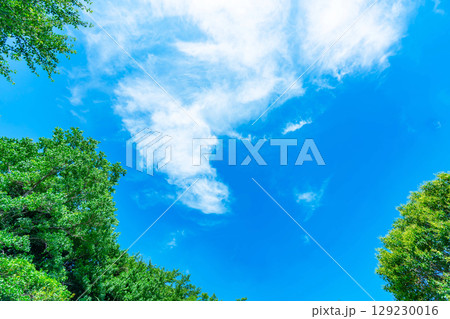 青空と雲と木立 129230016