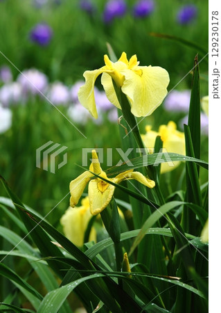 水月公園の花しょうぶ 129230178