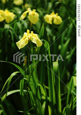 水月公園の花しょうぶ 129230181