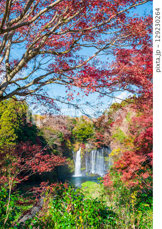 白糸の滝（秋）　富士宮市 129230264