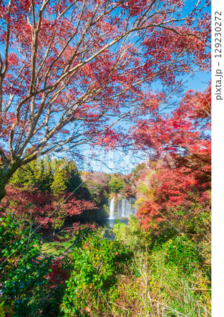 白糸の滝（秋）　富士宮市 129230272