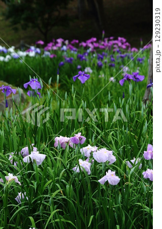 水月公園の花しょうぶ 水月公園の花しょうぶ 129230319