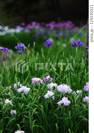 水月公園の花しょうぶ 水月公園の花しょうぶ 129230321