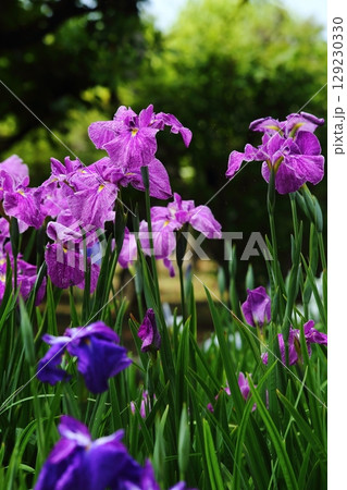 水月公園の花しょうぶ 水月公園の花しょうぶ 129230330