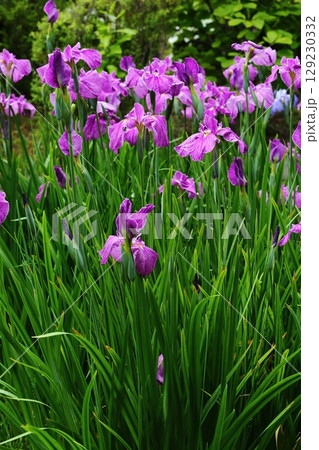 水月公園の花しょうぶ 水月公園の花しょうぶ 129230332