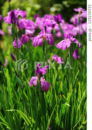 水月公園の花しょうぶ 129230333