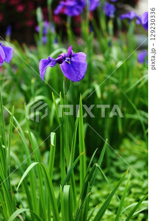水月公園の花しょうぶ 129230336