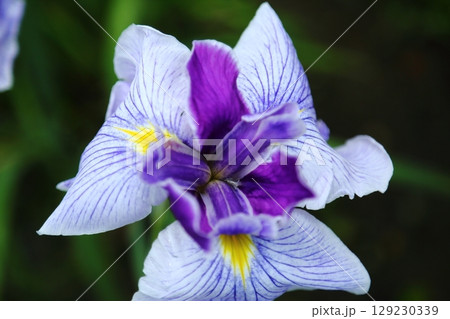 水月公園の花しょうぶ 129230339