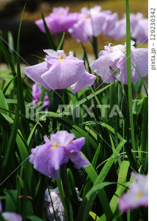 水月公園の花しょうぶ 129230342