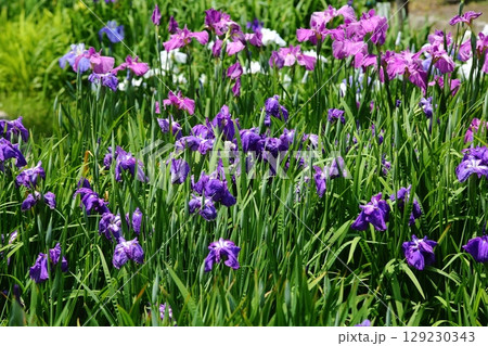 水月公園の花しょうぶ 129230343