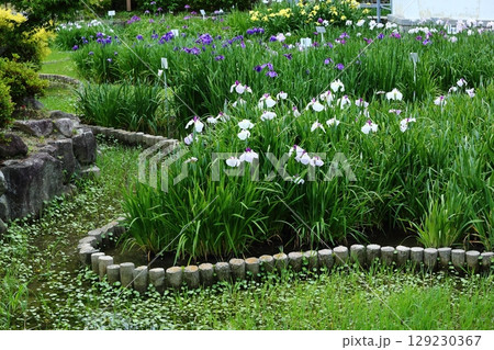 水月公園の花しょうぶ 水月公園の花しょうぶ 129230367