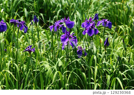 水月公園の花しょうぶ 水月公園の花しょうぶ 129230368