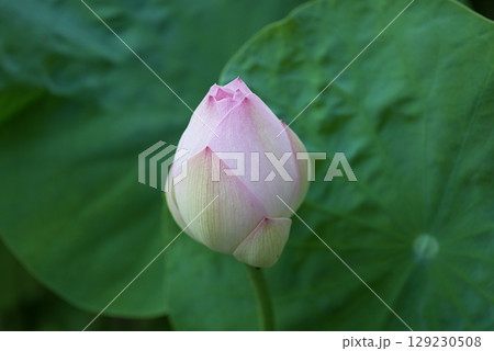 茶碗蓮の蕾20250701 129230508