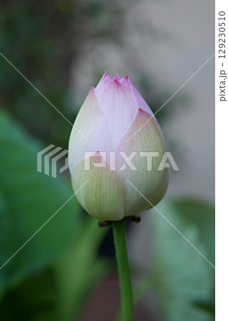 茶碗蓮の蕾20250703 129230510