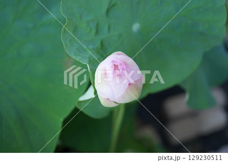 茶碗蓮の蕾20250704 129230511