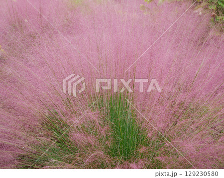 ミューレンベルギア 129230580