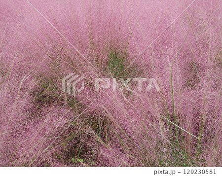 ミューレンベルギア ミューレンベルギア 129230581