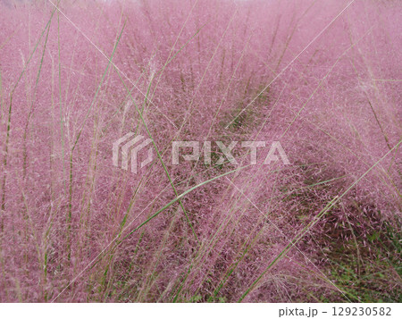 ミューレンベルギア 129230582