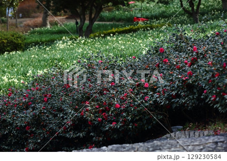 サザンカの花 129230584
