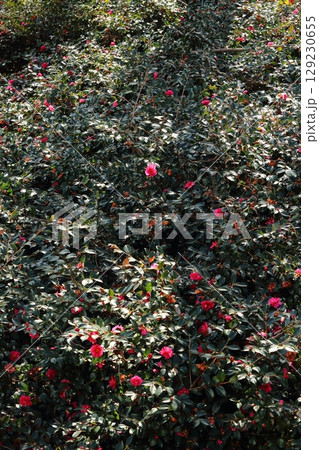 サザンカの花 129230655