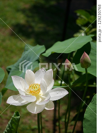 茶碗蓮の花20250702 129230768