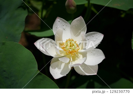 茶碗蓮の花20250704 129230770