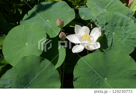 茶碗蓮の花20250706 129230772