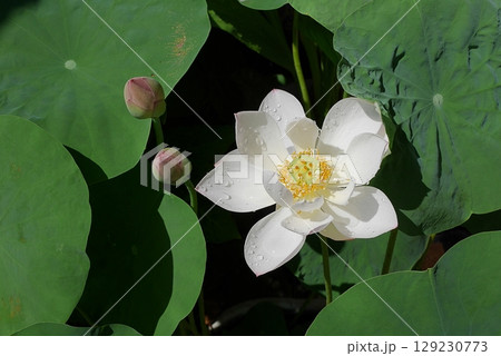 茶碗蓮の花20250707 茶碗蓮の花20250707 129230773
