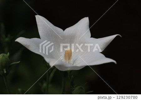 クローズアップ撮影した白いキキョウの花 クローズアップ撮影した白いキキョウの花 129230780